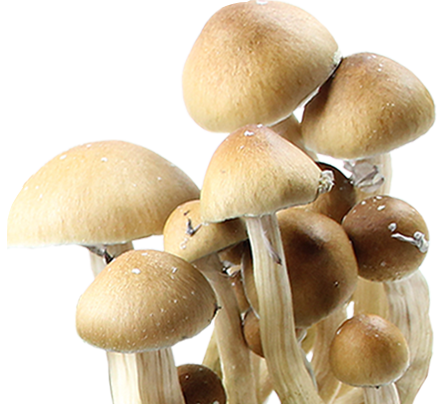 Psilocybe Cubensis Mexican Hualta Spores Syringe